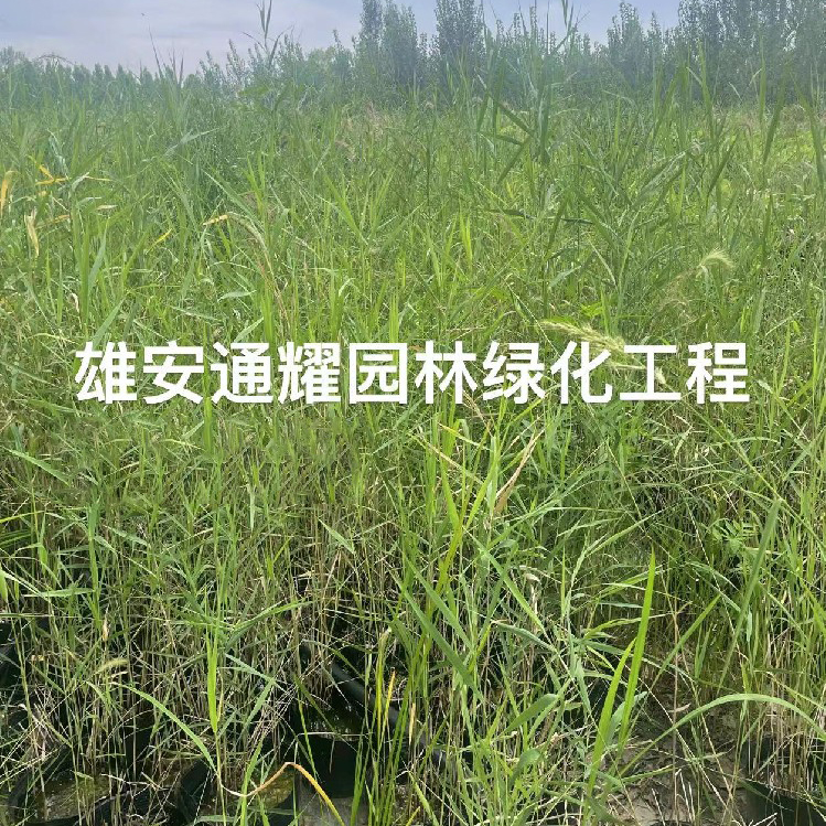 芦苇