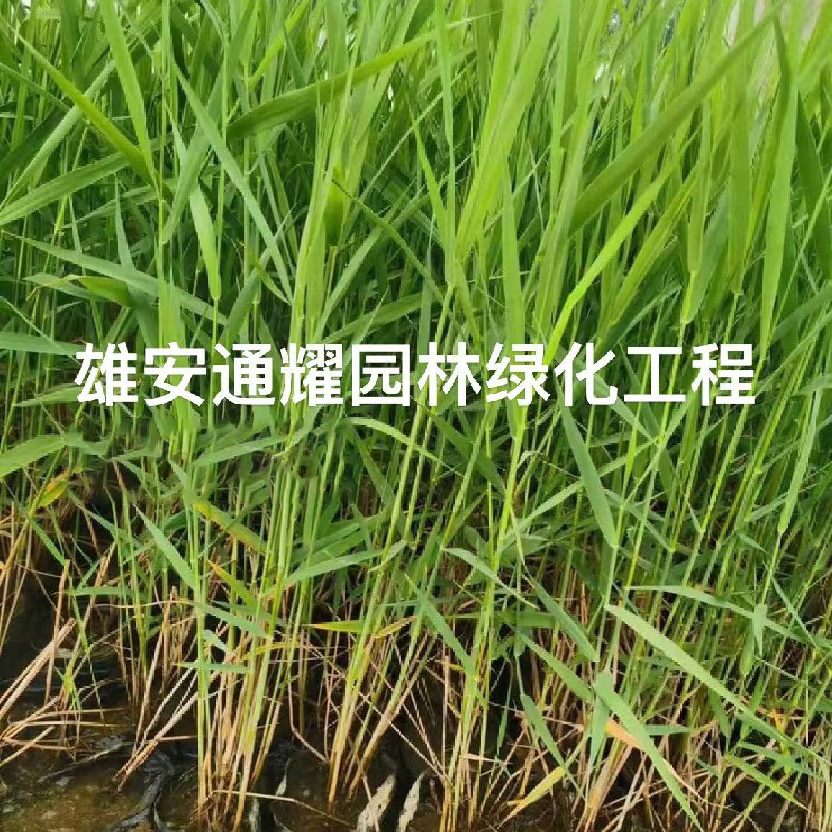 芦苇