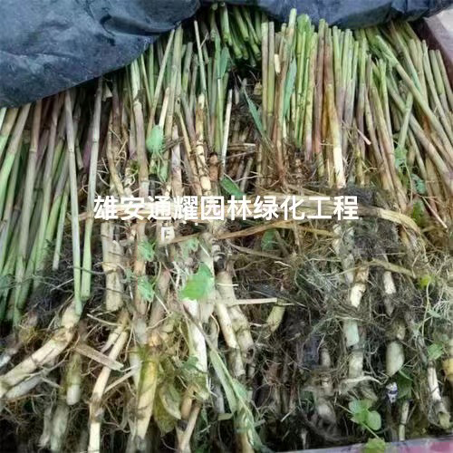 芦苇