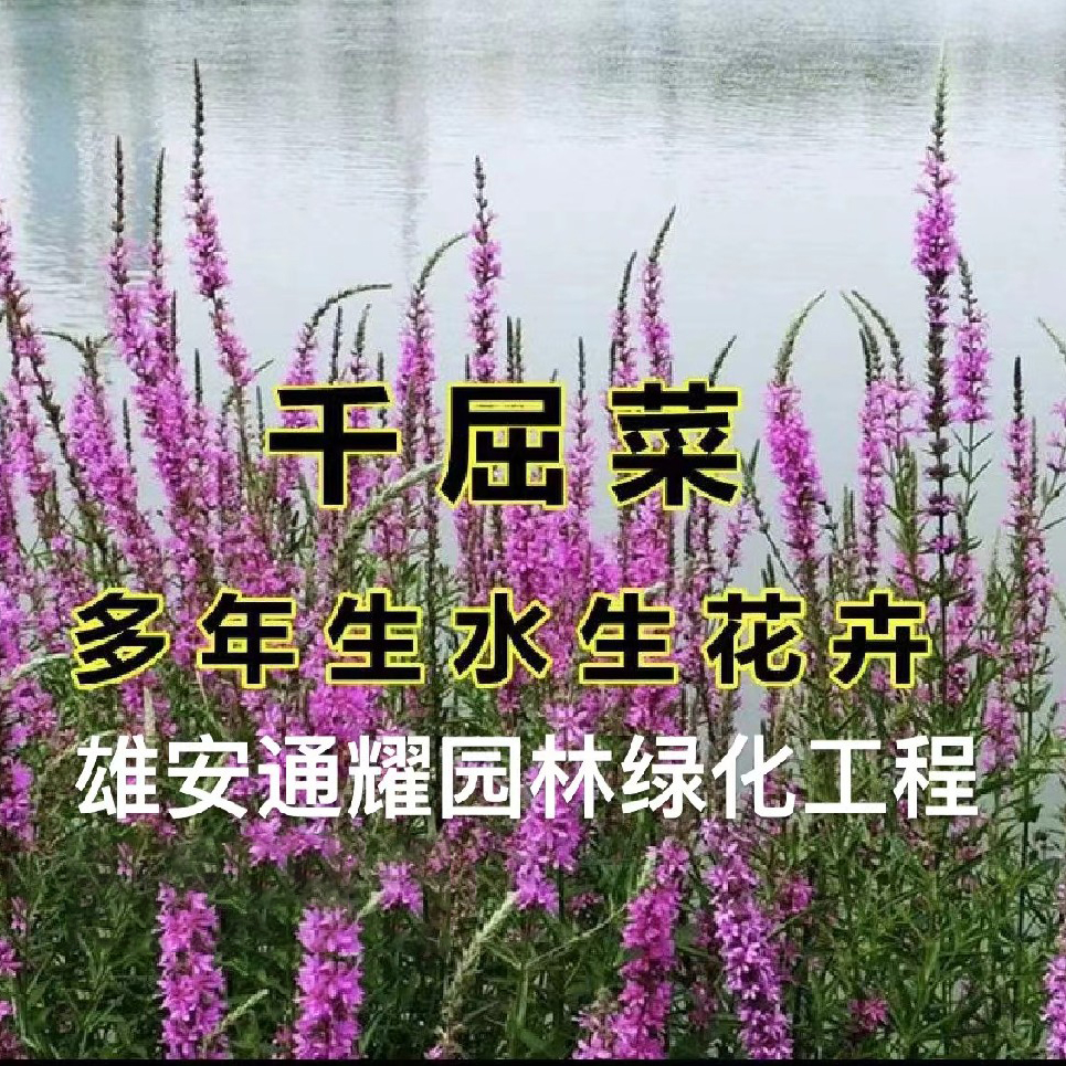 千屈菜