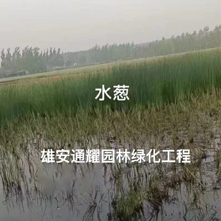 水葱种植
