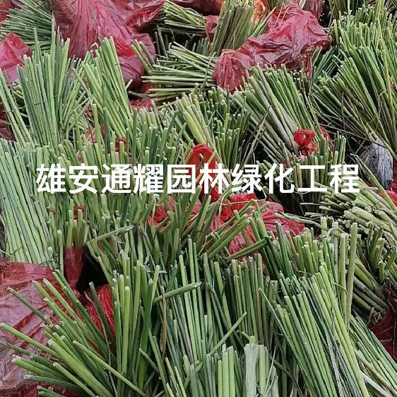 水葱种植