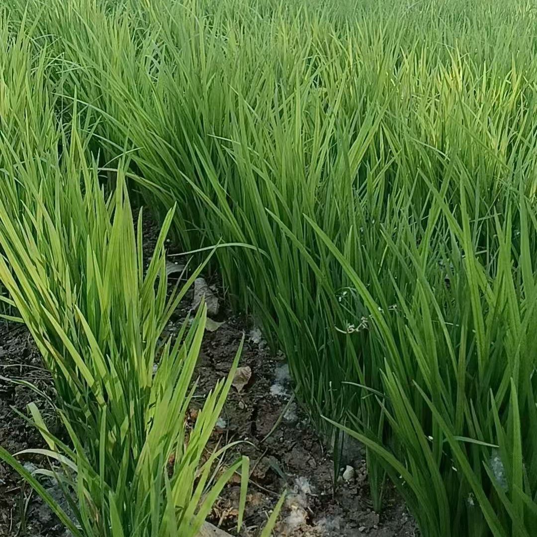 水葱种植