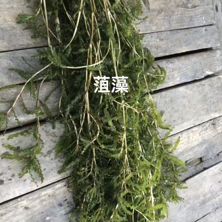 睡莲苗