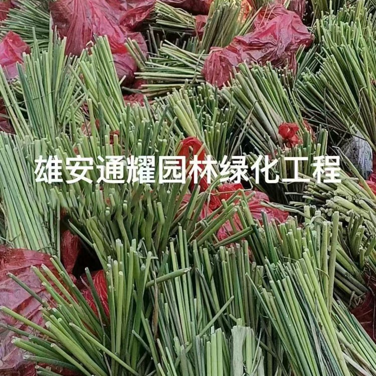 睡莲苗