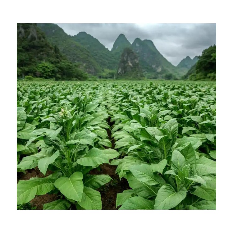 动物/植物检测