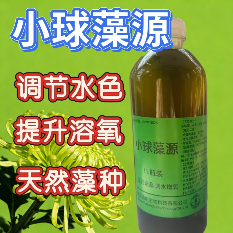 福建对虾育苗小球藻哪家好 苗塘活体藻种培藻实操推荐